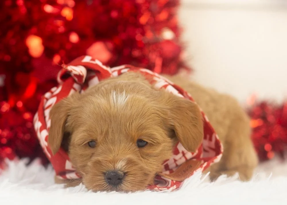 Will goldendoodle for sale.jpg