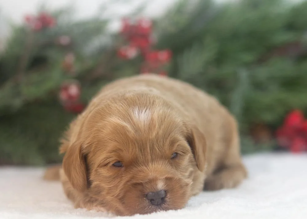 Will goldendoodle for sale(1).jpg