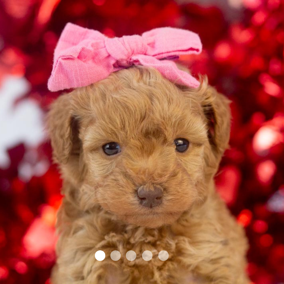 Copy of FBP Design.png