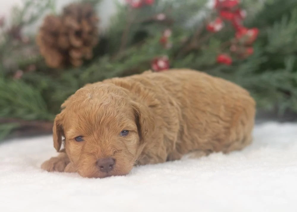 Montana goldendoodle for sale.jpg