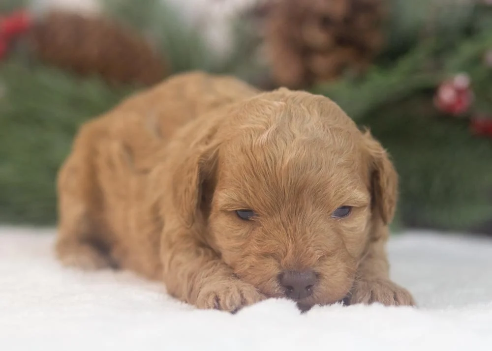 Montana goldendoodle for sale(2).jpg