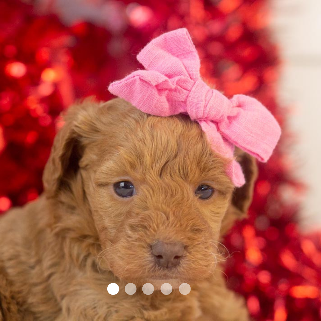 Copy of FBP Design.png