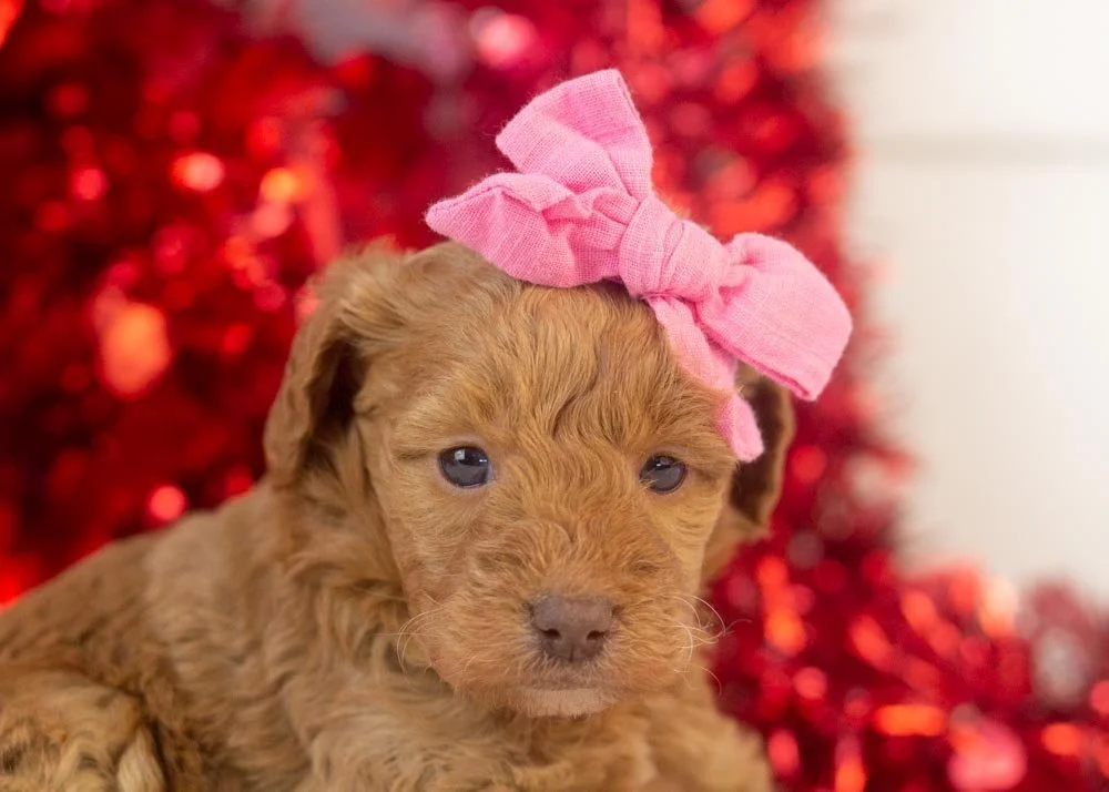 Virginia goldendoodle for sale(2).jpg