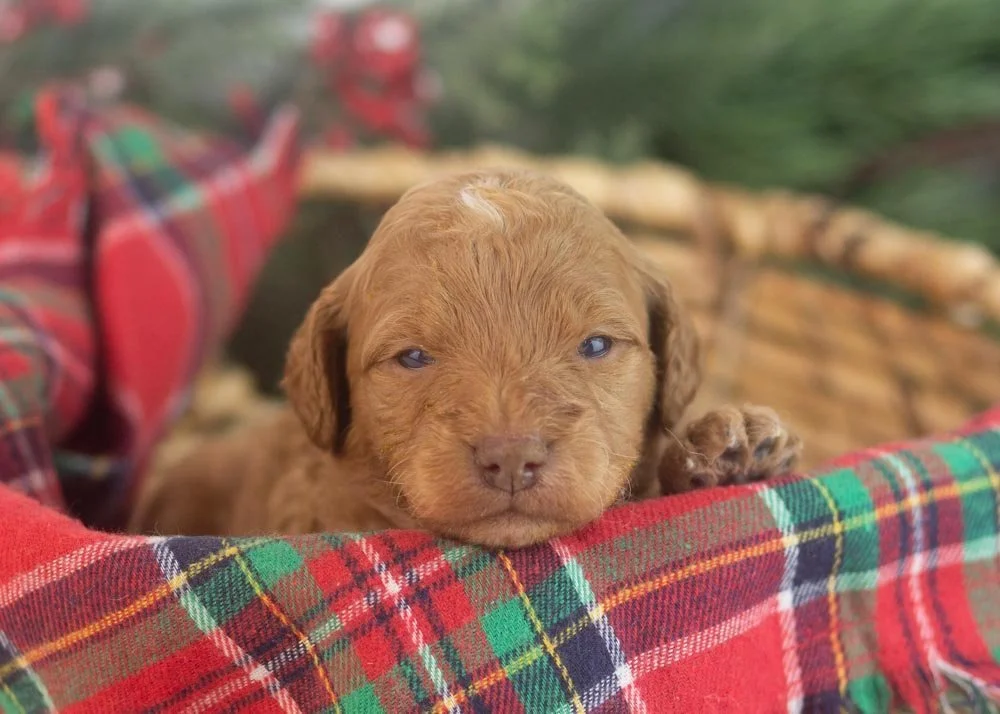 Virginia goldendoodle for sale.jpg