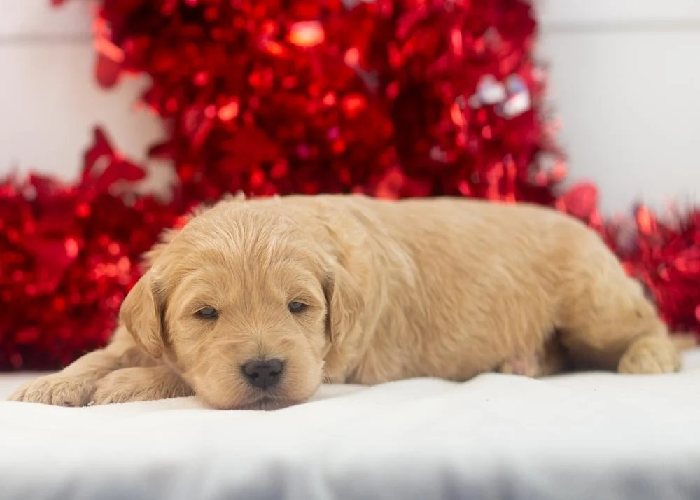 Taffy goldendoodle for sale.jpg
