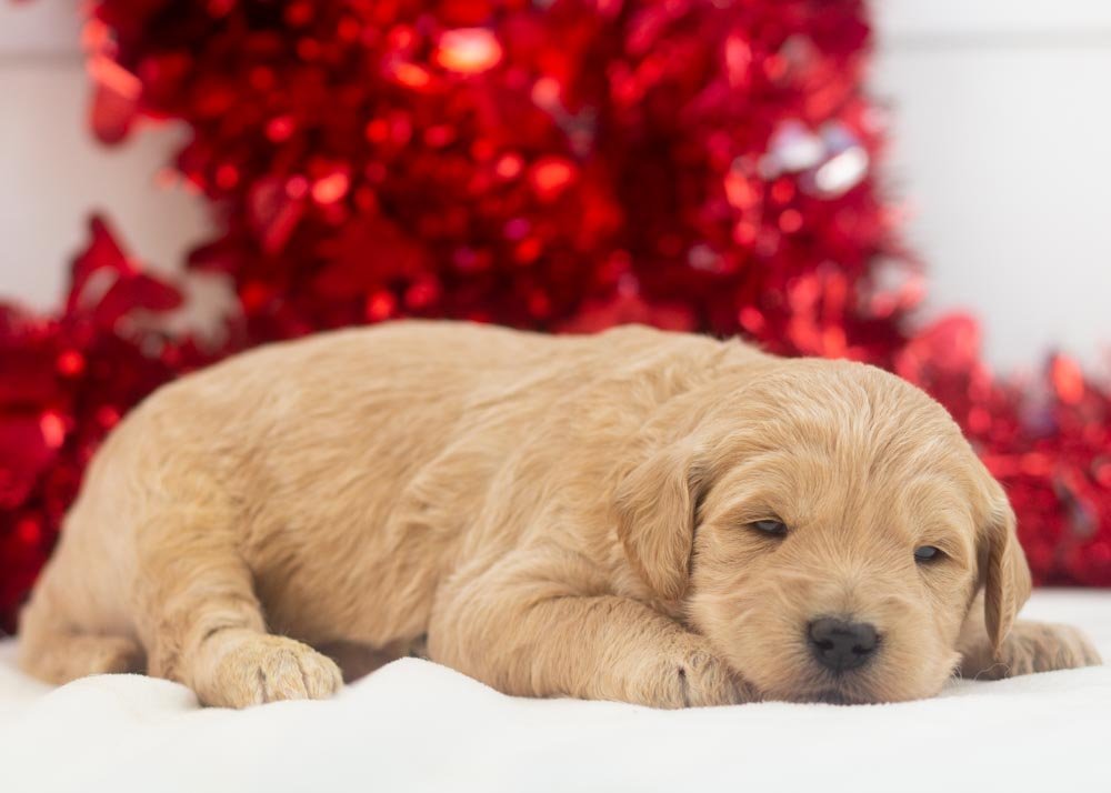 Taffy goldendoodle for sale(2).jpg