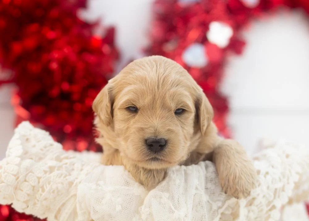Taffy goldendoodle for sale(1).jpg