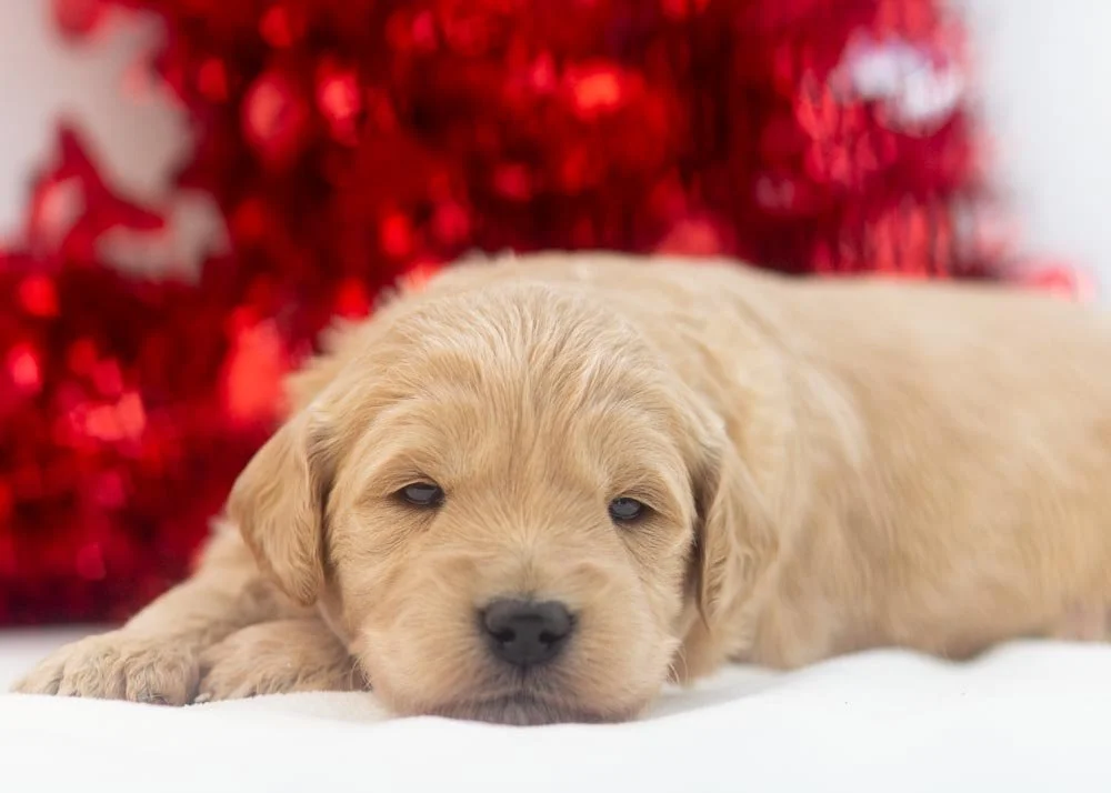 Taffy goldendoodle for sale(3).jpg