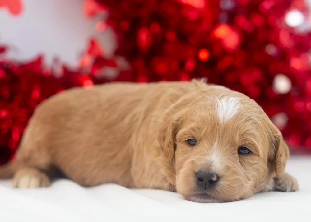 Hershey goldendoodle for sale(2).jpg