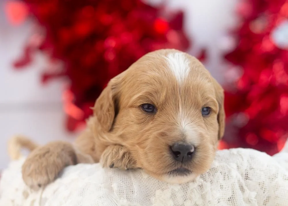 Hershey goldendoodle for sale(1).jpg