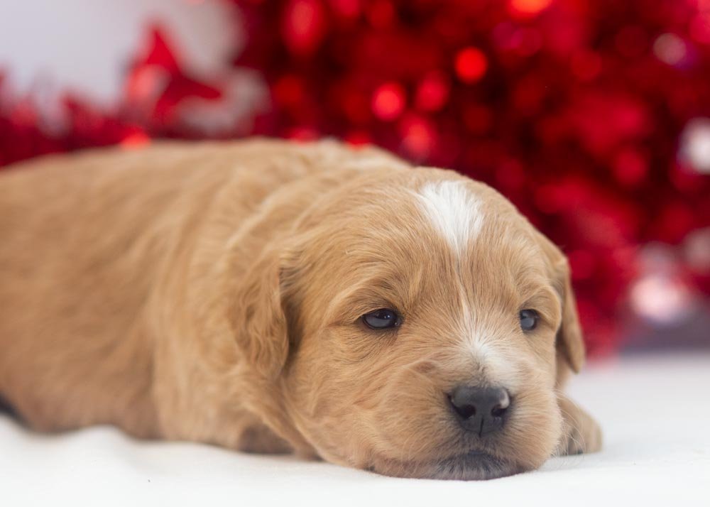 Hershey goldendoodle for sale(3).jpg