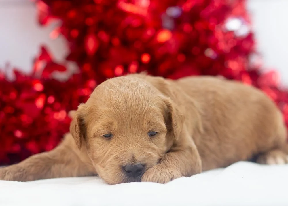 Rolo goldendoodle for sale.jpg