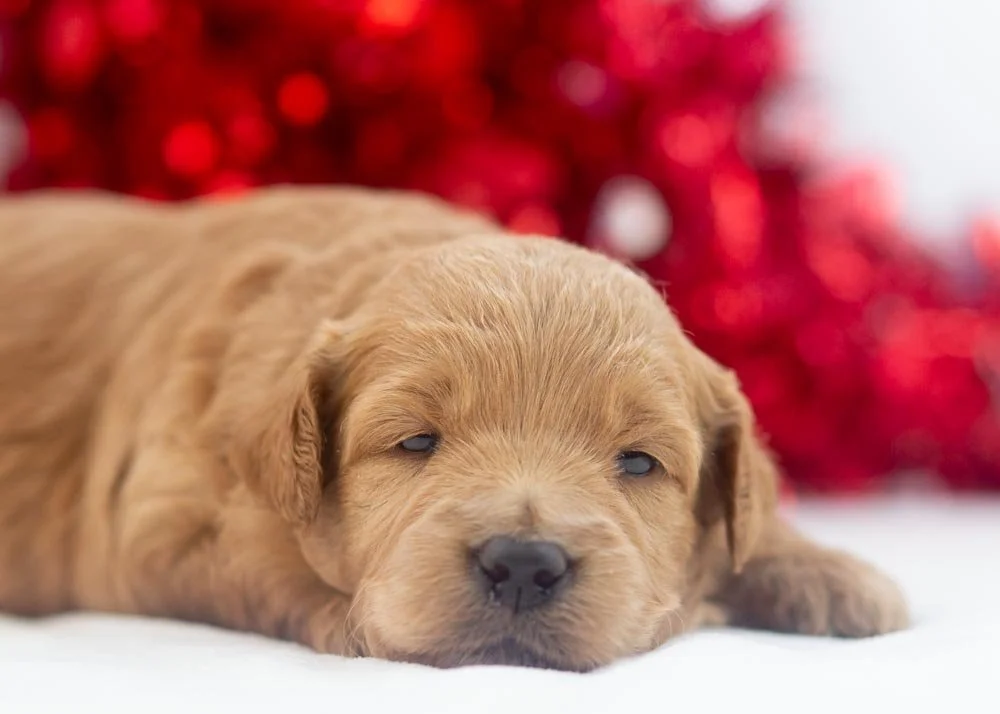 Rolo goldendoodle for sale(2).jpg
