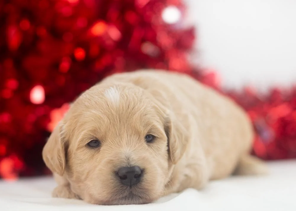 Snickers goldendoodle for sale.jpg