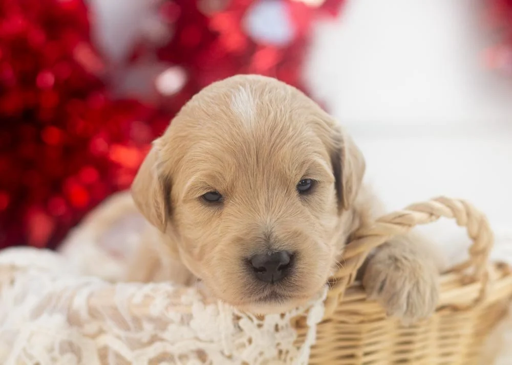 Snickers goldendoodle for sale(1).jpg