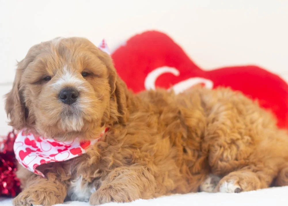 Butterball goldendoodle for sale.jpg