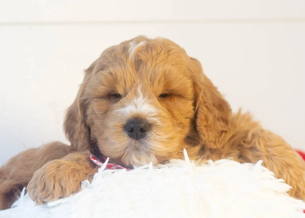 Butterball goldendoodle for sale(1).jpg