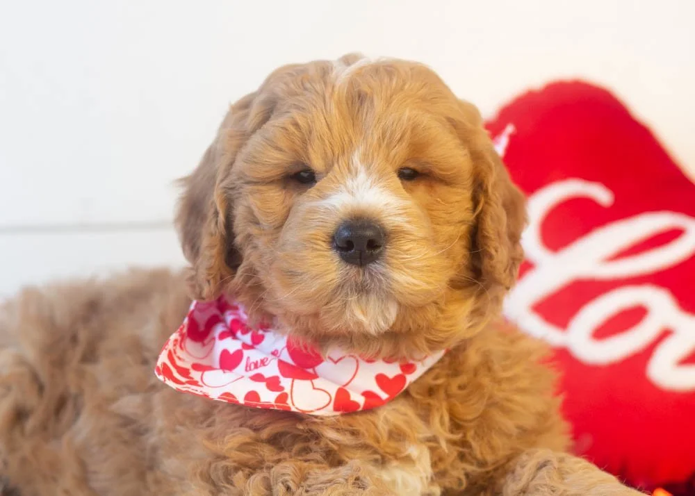 Butterball goldendoodle for sale(2).jpg