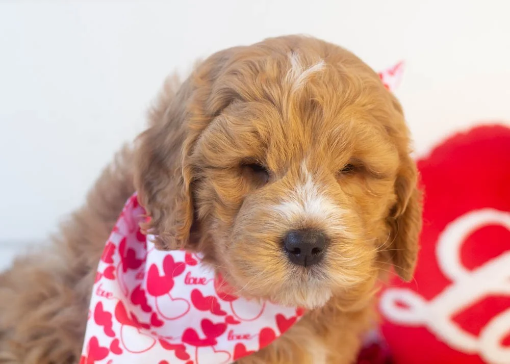 Butterball goldendoodle for sale(3).jpg