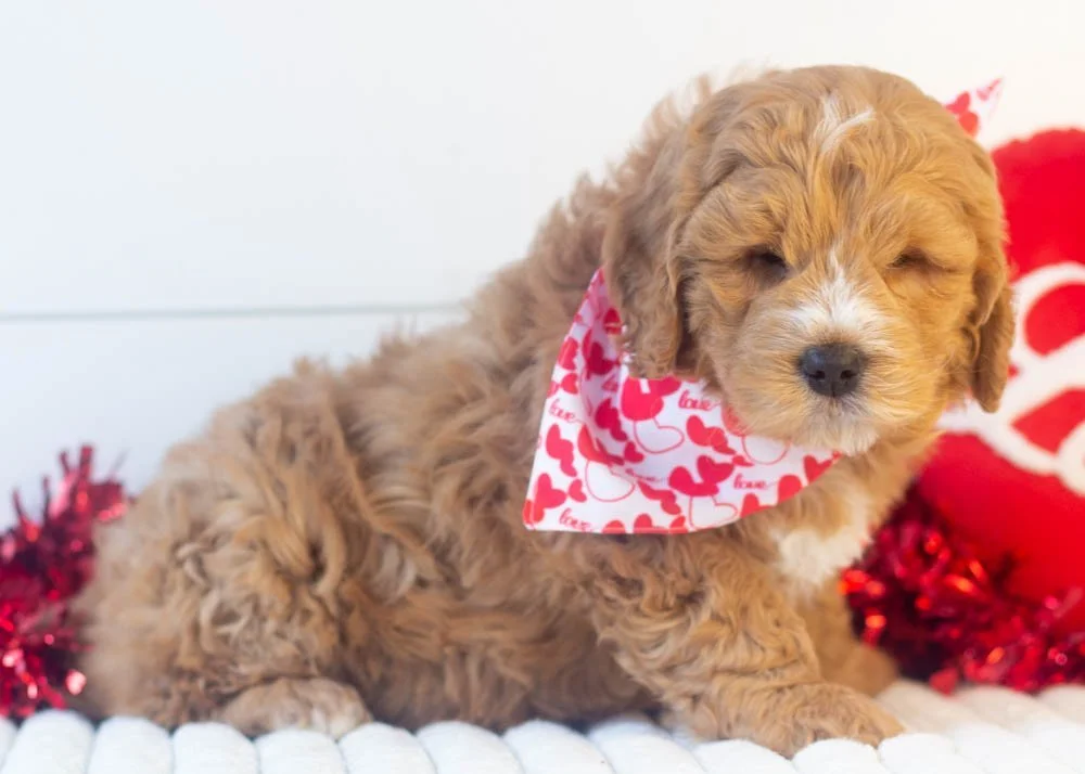 Butterball goldendoodle for sale(4).jpg