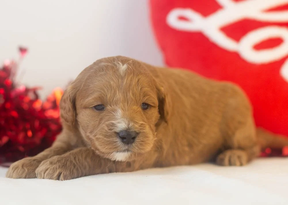 chai goldendoodle for sale.jpg
