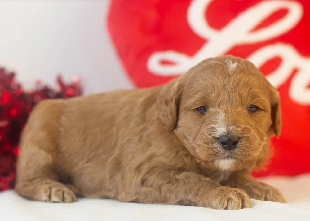 chai goldendoodle for sale(2).jpg