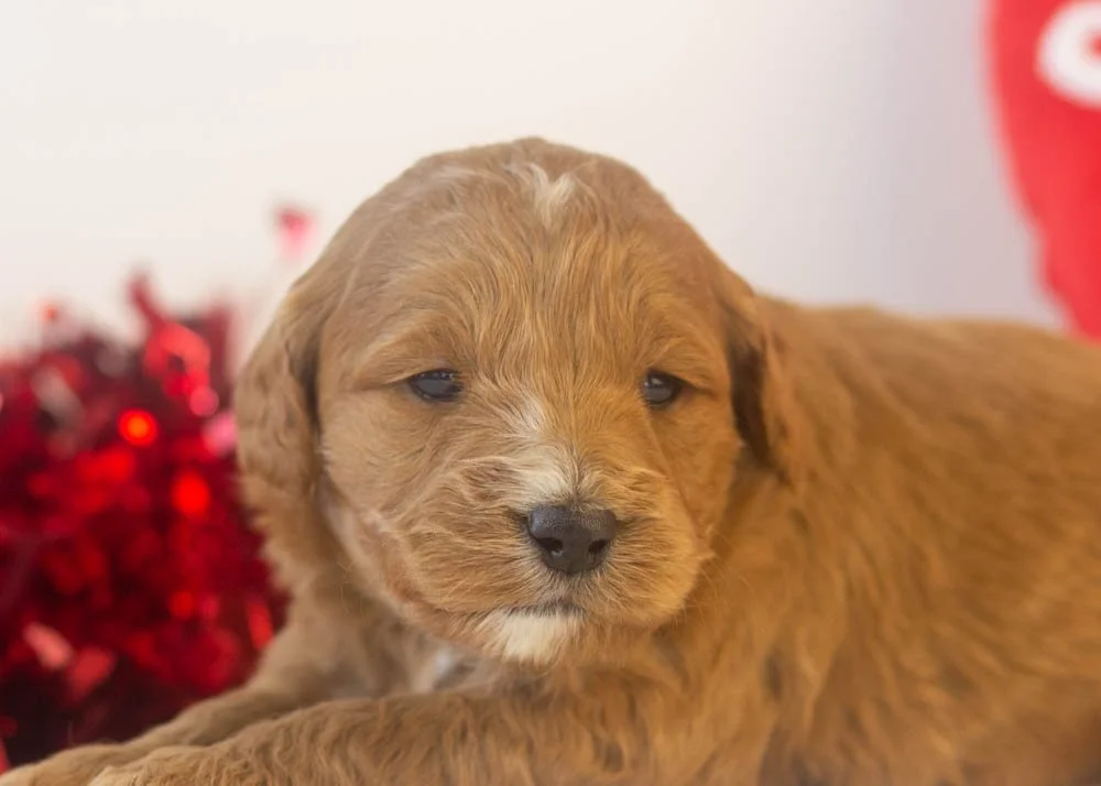 chai goldendoodle for sale(3).jpg