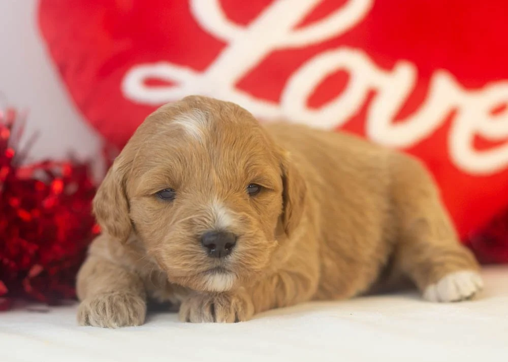 java goldendoodle for sale.jpg