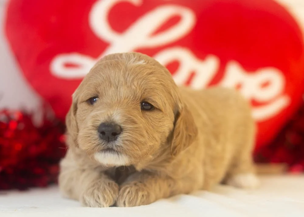 matcha goldendoodle for sale.jpg