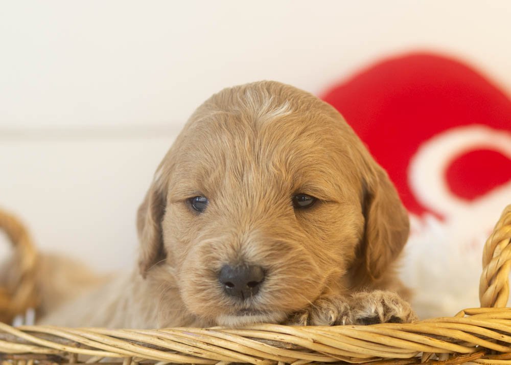 matcha goldendoodle for sale(1).jpg