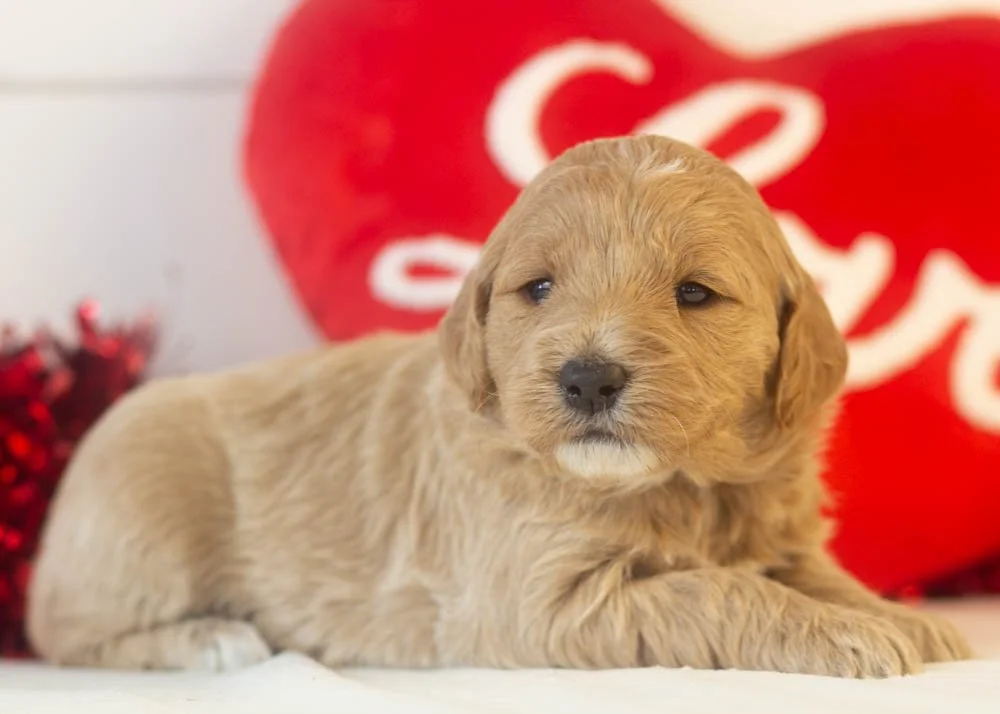 matcha goldendoodle for sale(3).jpg
