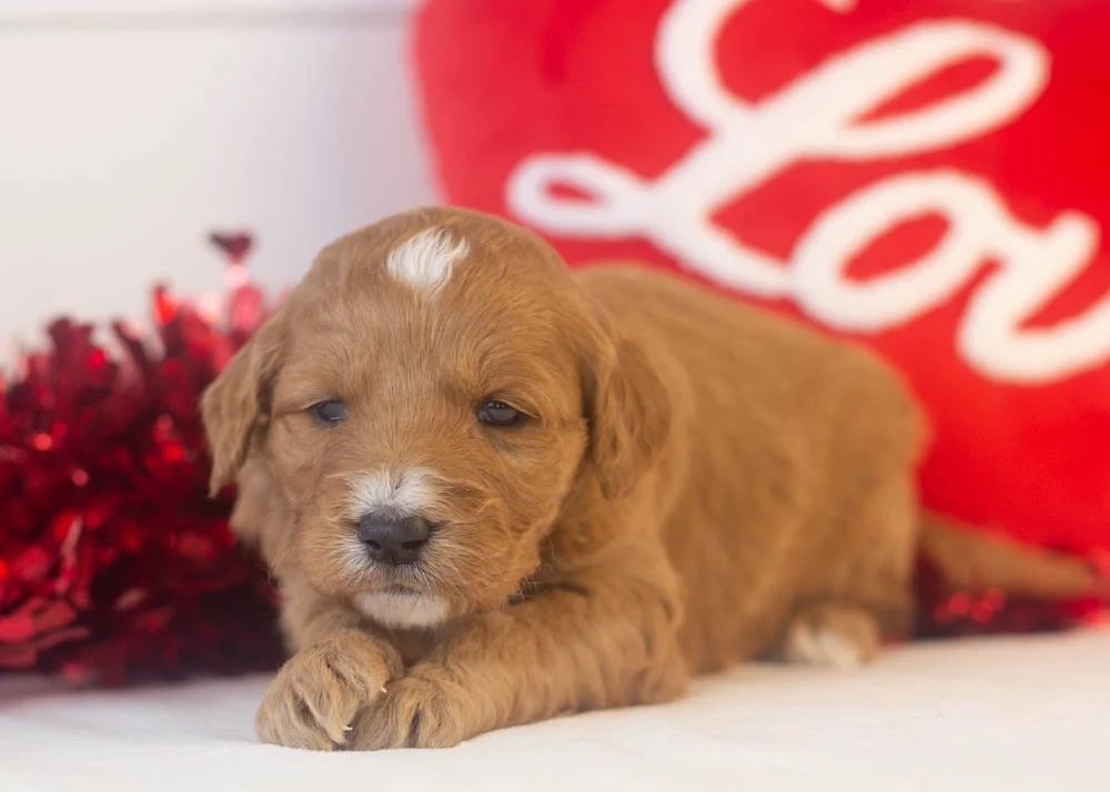 bean goldendoodle for sale.jpg
