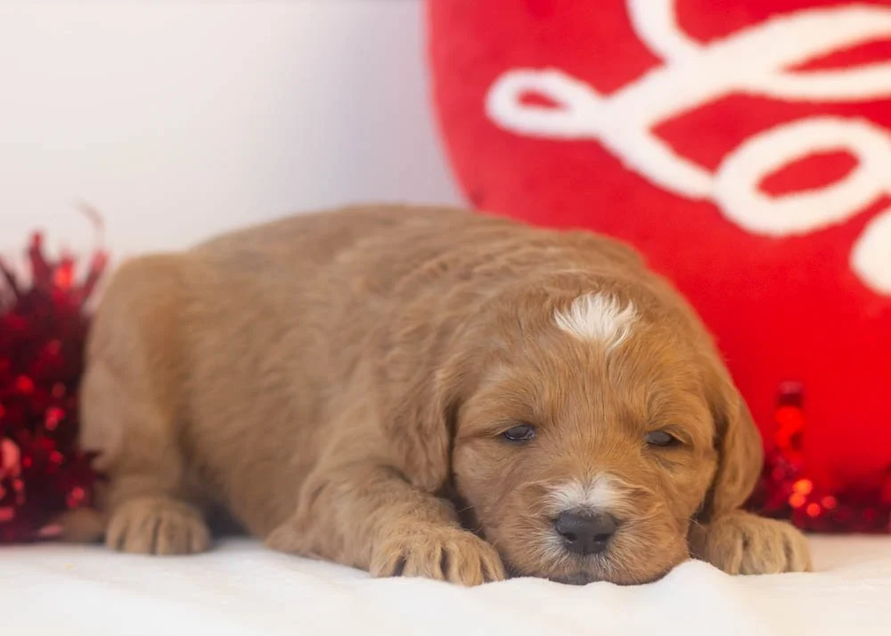 bean goldendoodle for sale(2).jpg