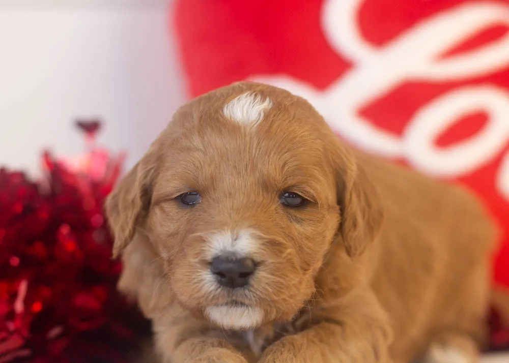 bean goldendoodle for sale(3).jpg