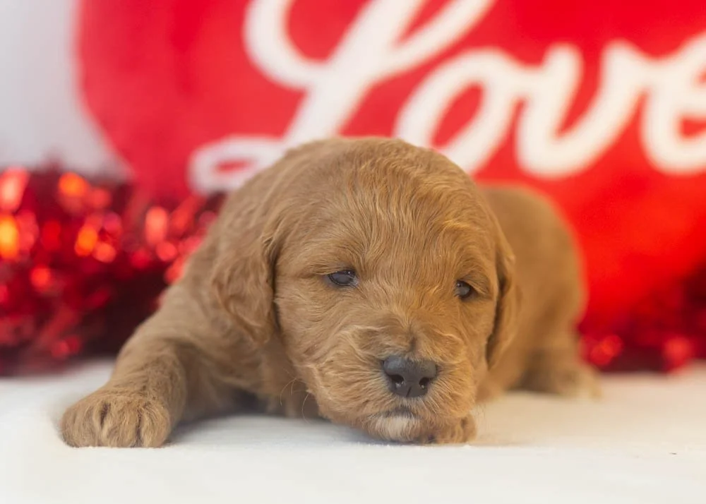 brew goldendoodle for sale.jpg