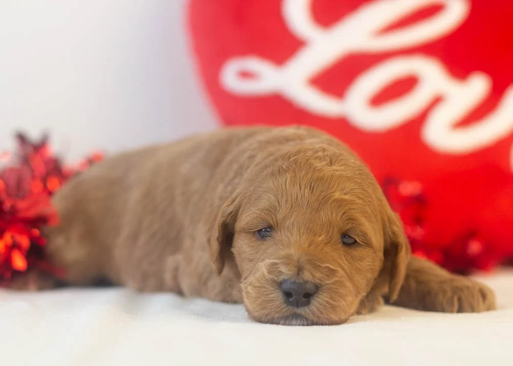 brew goldendoodle for sale(2).jpg