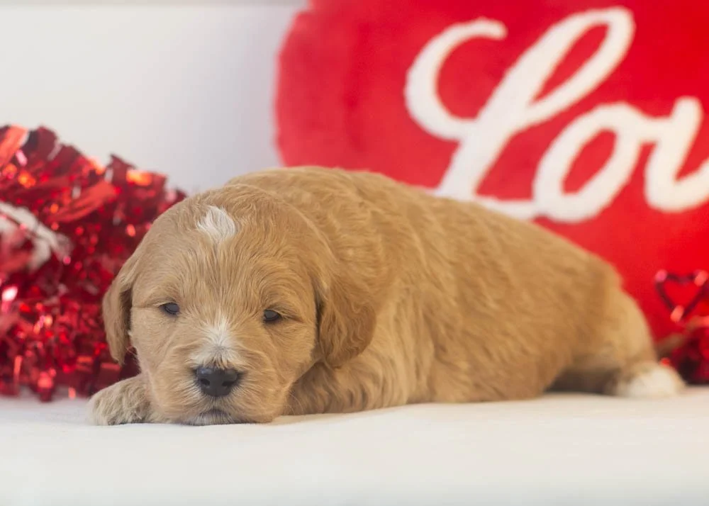 espresso goldendoodle for sale.jpg