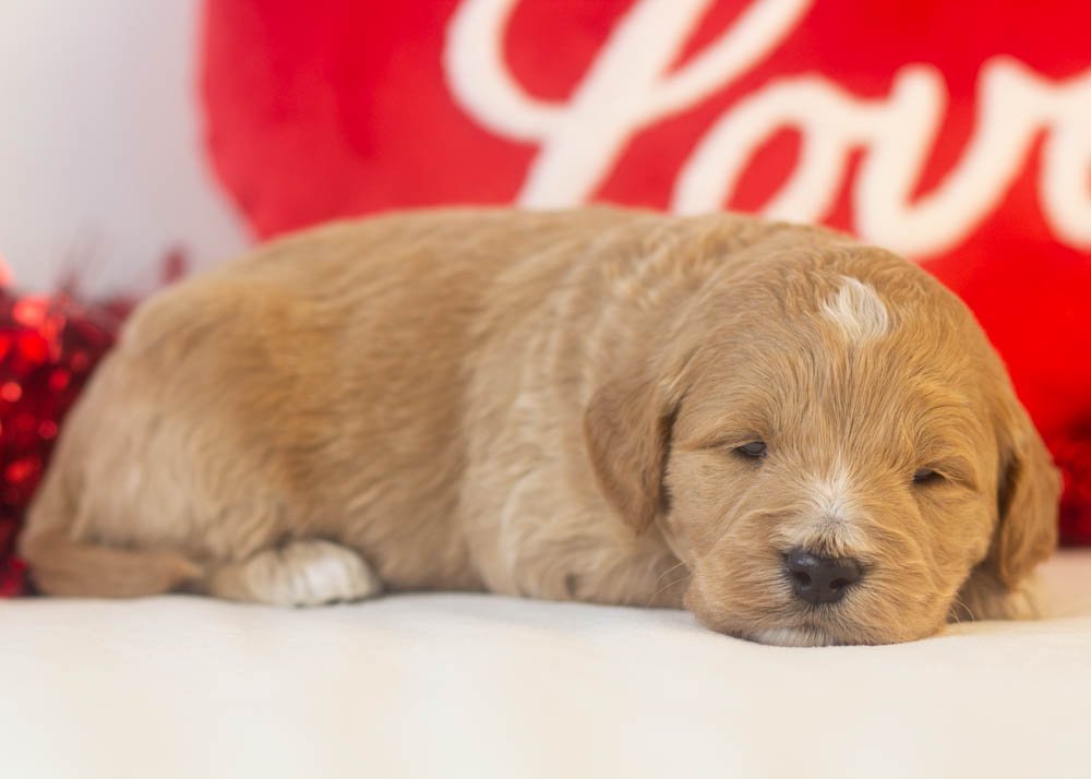 espresso goldendoodle for sale(2).jpg