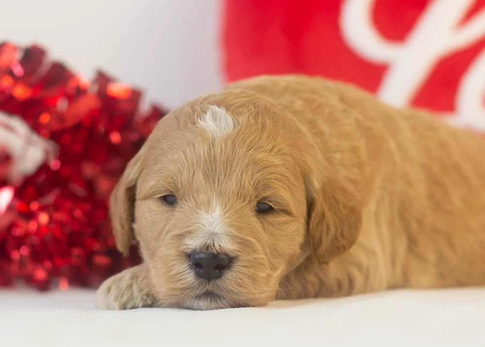 espresso goldendoodle for sale(3).jpg