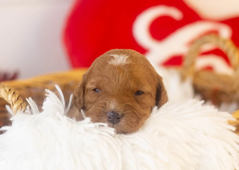 Barbara goldendoodle for sale(1).jpg