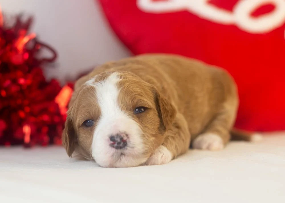 Brenda goldendoodle for sale.jpg