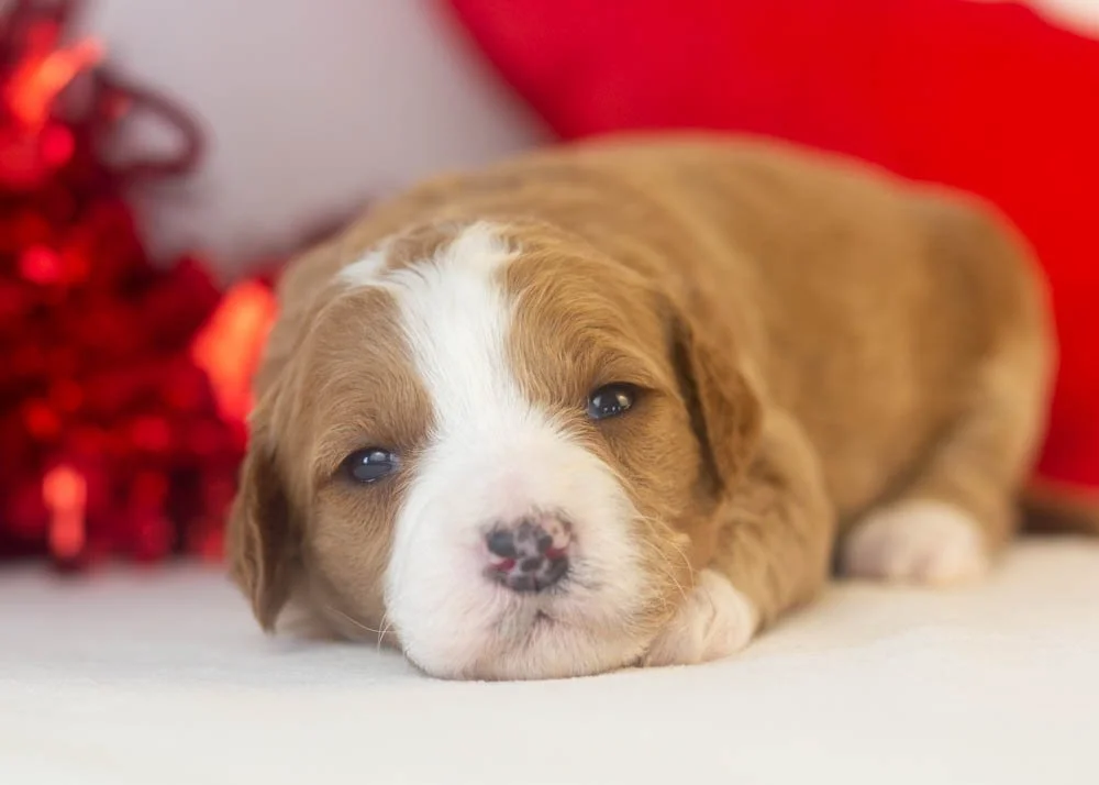 Brenda goldendoodle for sale(3).jpg