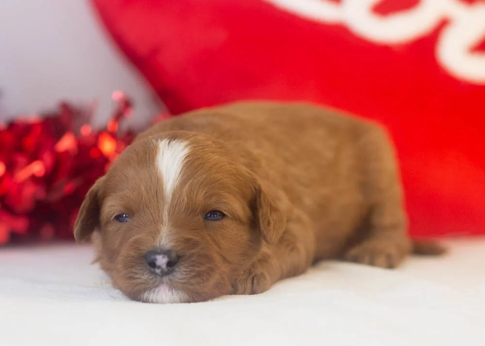 Karen goldendoodle for sale.jpg