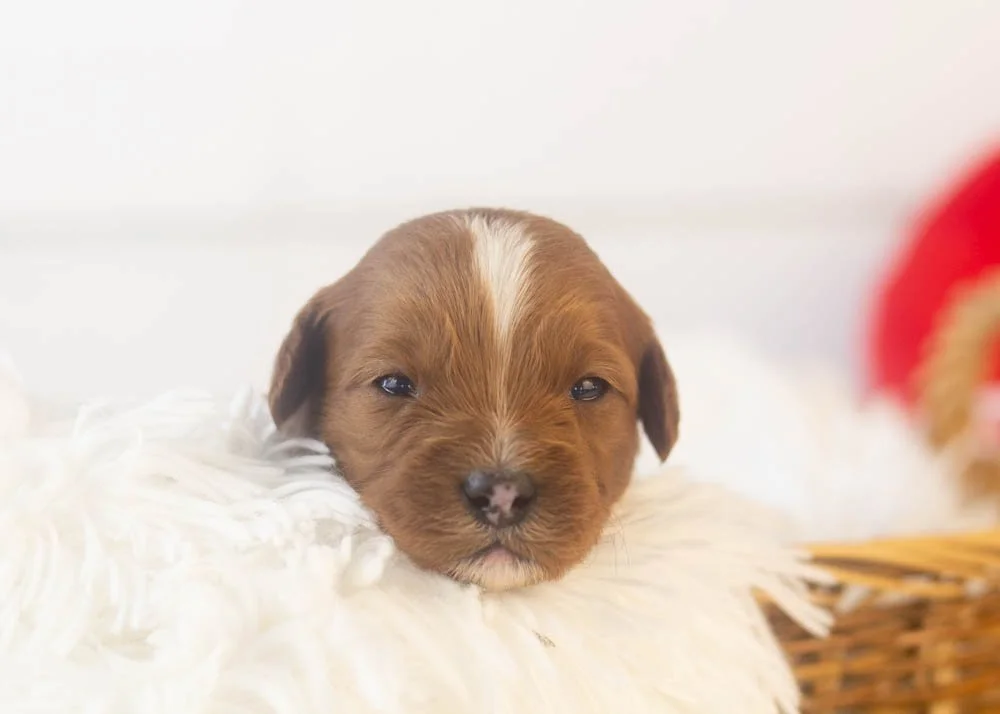 Karen goldendoodle for sale(1).jpg