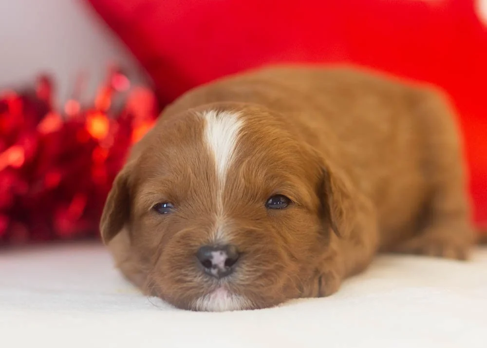 Karen goldendoodle for sale(3).jpg
