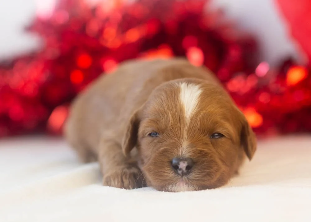 Karen goldendoodle for sale(2).jpg