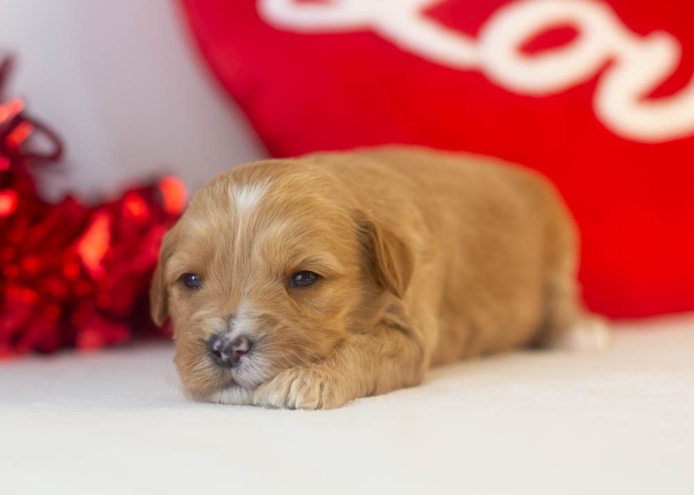 Linda goldendoodle for sale.jpg