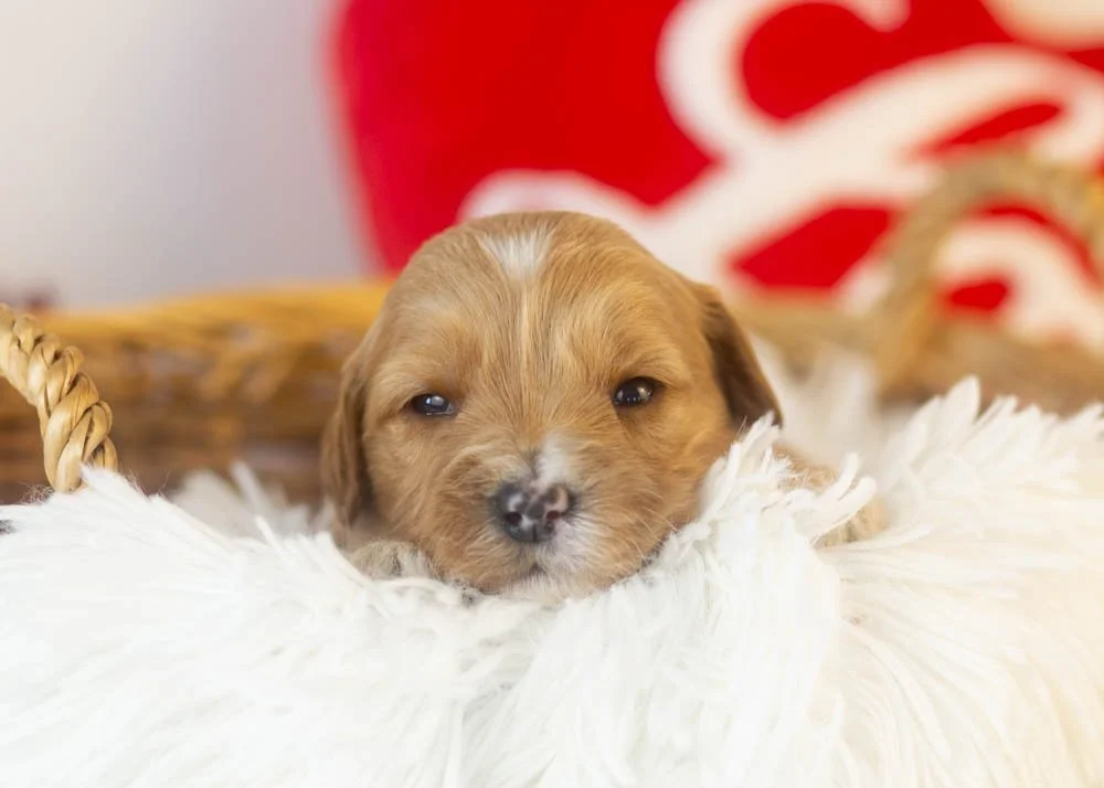 Linda goldendoodle for sale(1).jpg