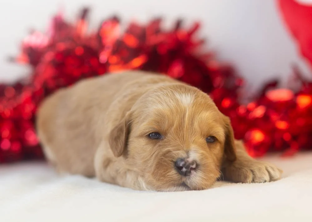Linda goldendoodle for sale(2).jpg