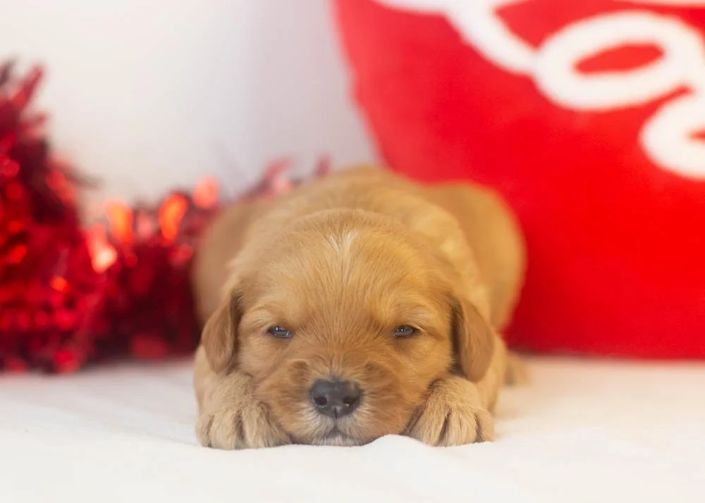 Douglas goldendoodle for sale.jpg